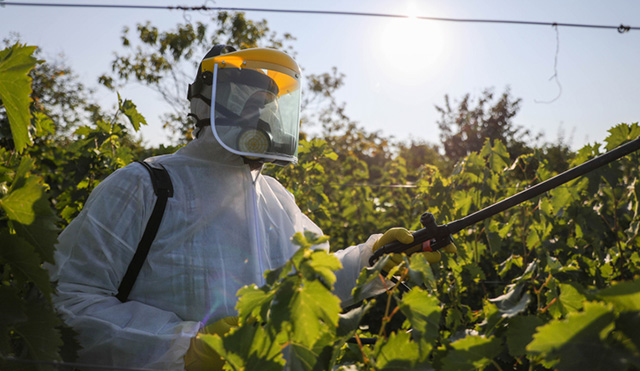 Worker in protective gear spraying pesticide on crops